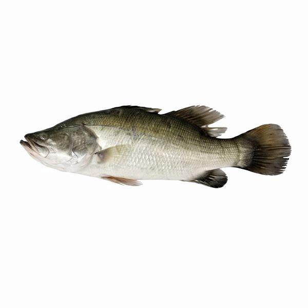 Kalanchi
