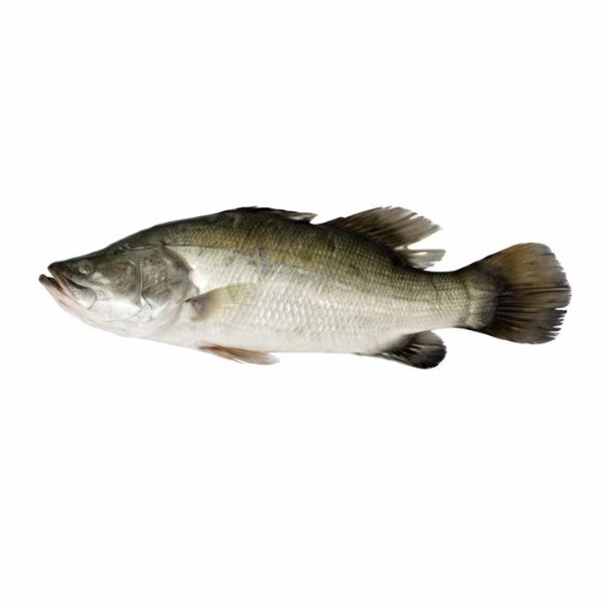 Kalanchi