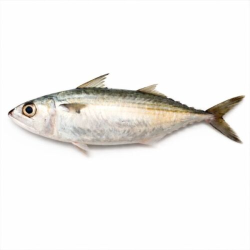 Indian mackerel