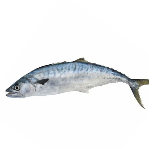 Kingfish (Whole)