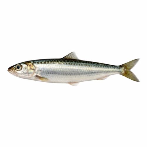 Sardine