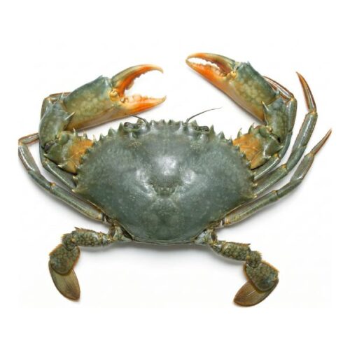 Crab
